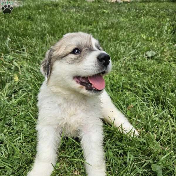 Bark, Great Pyrenees Puppy